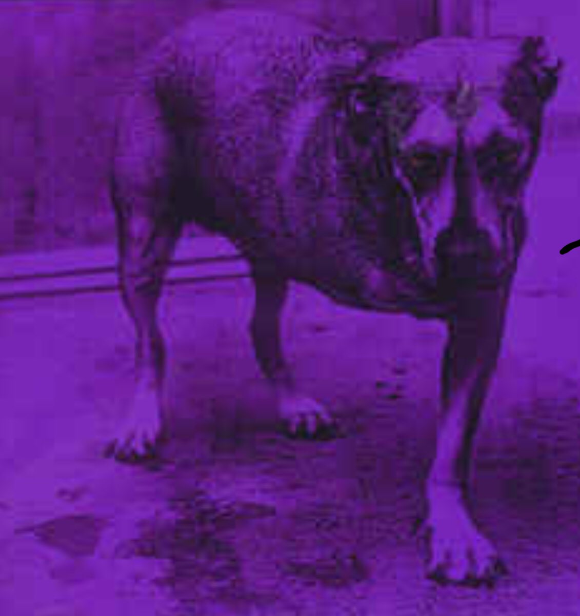 Alice In Chains Grind from the self titled 3 legged dog album. Happy Birthday to my old friend Jerry Cantrell 