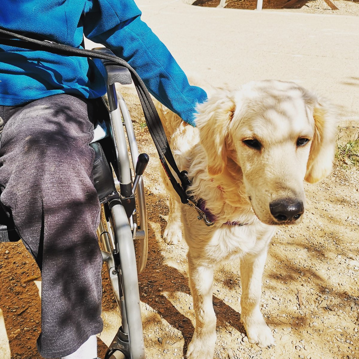 CeniacIAA's tweet photo. Milo, el cachorro de nuestro equipo en formación para ser perro de terapia.👣💕🐾
Milo, the puppy of our team, learning to be a therapy dog. 👣💕🐾
#therapydogs #terapiaconperros #perrosdeterapia #dogtherapy #ceniac https://t.co/9W5ucYDN8d