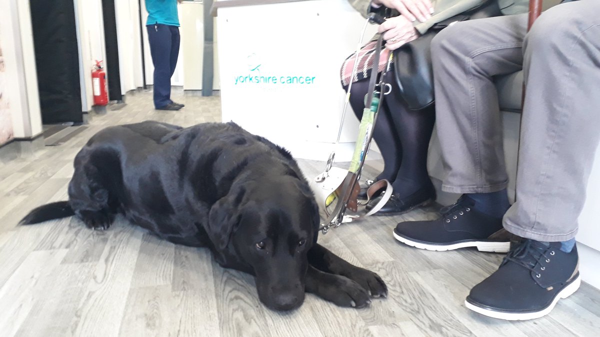 LungHealthCheck's tweet photo. We're on track to complete our 1000th @LungHealthCheck during this round of screening @roundhaypark! Special visitor Rags, assistance dog came see us today @LeedsHospitals @yorkshirecancer @YESSstudy @DrPhilCrosbie @richarddneal @UniversityLeeds https://t.co/Dfdy9dAHmw