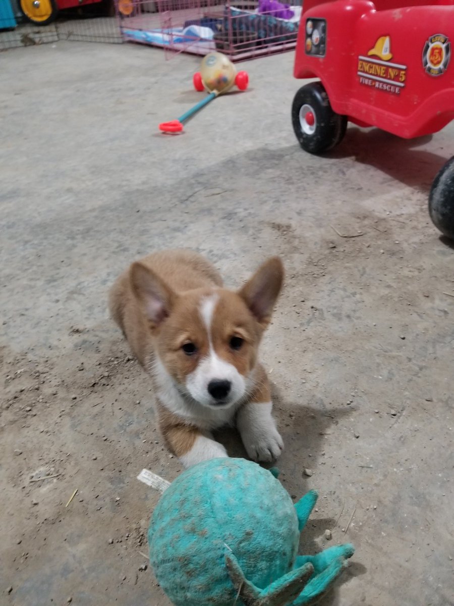 AndreaDoss88's tweet photo. Meet Shelby! She is a fun ball of fur my son loves to walk around the yard. #greatfulforspring #corgimom @skizks https://t.co/GhAfv67TCt