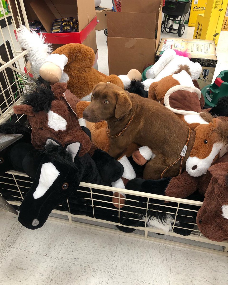 large stuffed horse tractor supply