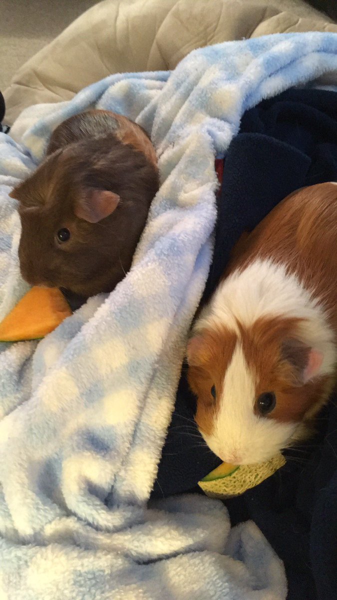 PorkyNThomas's tweet photo. It’s so quiet here without you girls. #OTRB 🌈 https://t.co/ld5ILzs7ON