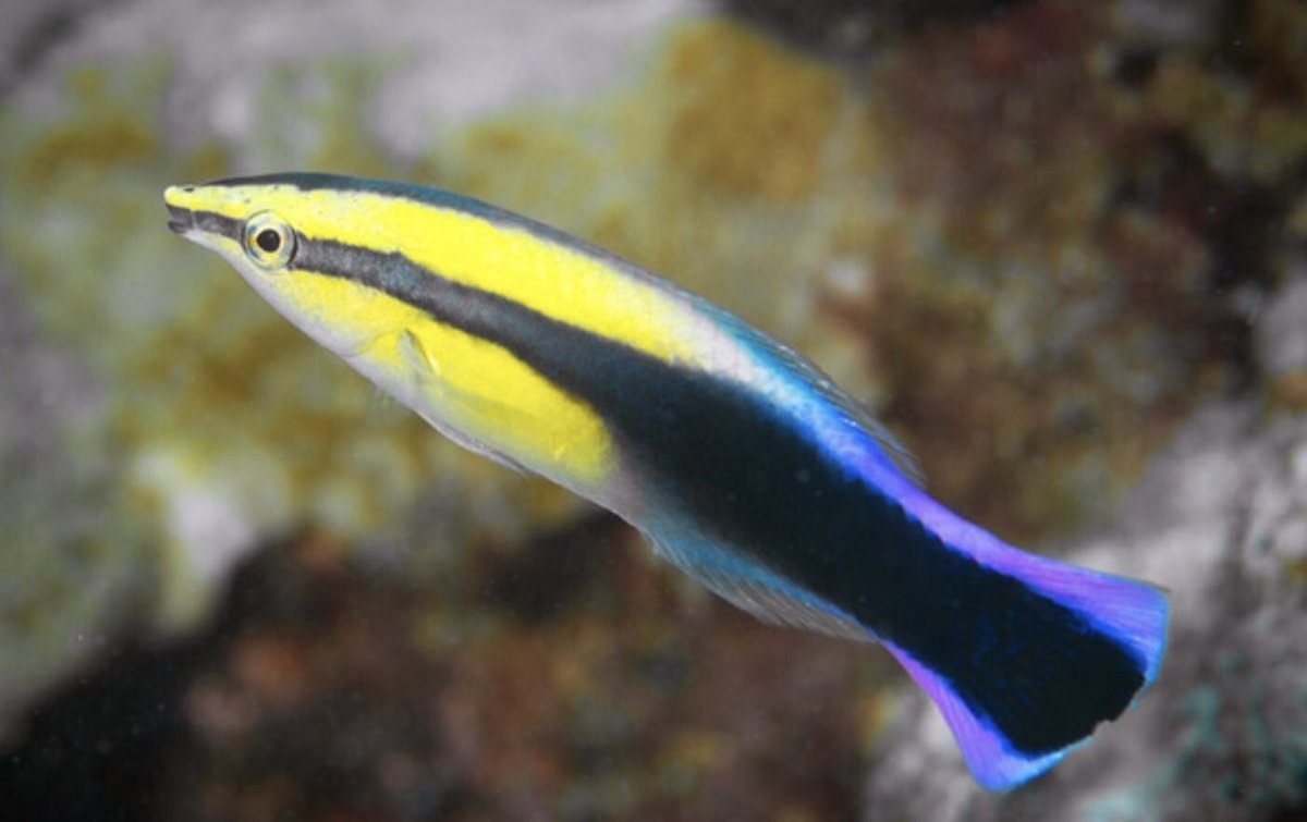 Wrasse + Moray Eel on Twitter "This cleaner wrasse is not only known