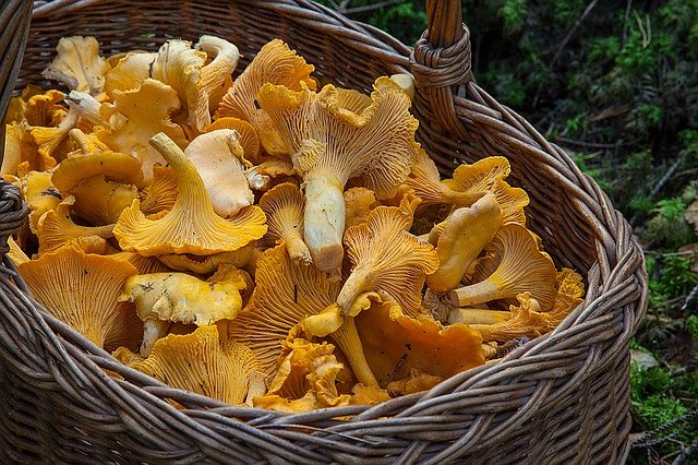 forager_s's tweet image. #Forage #foraging #foragingfun #blogpost