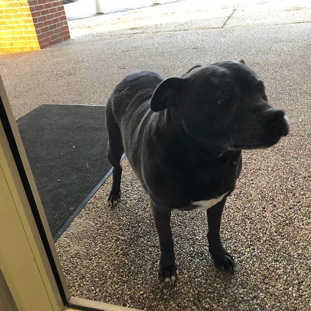 crcpl's tweet image. Our library is super popular with dogs. This one wanted a book on dealing with "pesky cats." #CRCPL #LibraryDogs #ChillicotheOhio #NorthsideBranchLibrary ift.tt/2NQaYXy