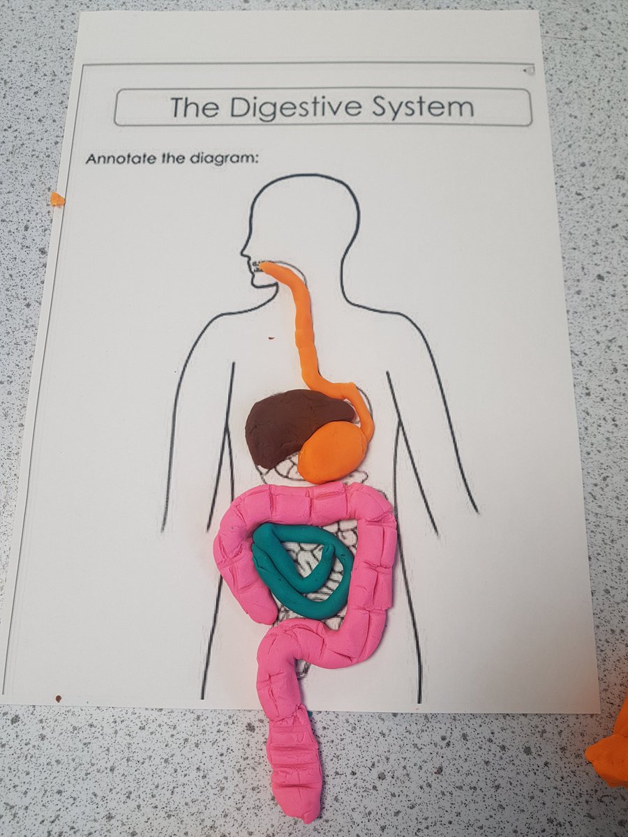 UHHSScience's tweet photo. Y7.3A have been learning about the digestive system &amp; the respiratory system this week. Check out some of their fab play-doh models 💩👏 https://t.co/O5lcAvDDBI