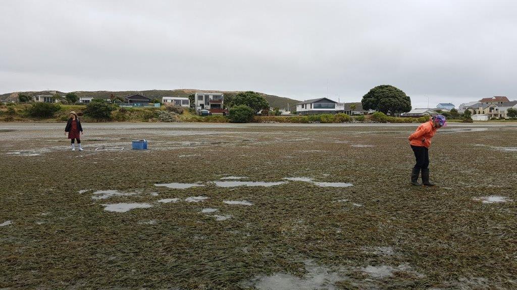 CaptainKettles's tweet photo. The team did some citizen science at Pāuatahanui Inlet for #Seaweek2019. Lots to see in the seagrass! Good fun. What can you see at your local spot? #OurEstuaries https://t.co/r3DHLHOjfG https://t.co/Ic1RyRYj5N