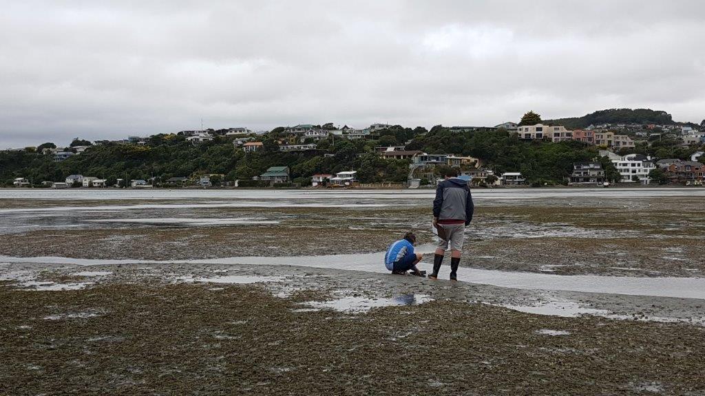 CaptainKettles's tweet photo. The team did some citizen science at Pāuatahanui Inlet for #Seaweek2019. Lots to see in the seagrass! Good fun. What can you see at your local spot? #OurEstuaries https://t.co/r3DHLHOjfG https://t.co/Ic1RyRYj5N