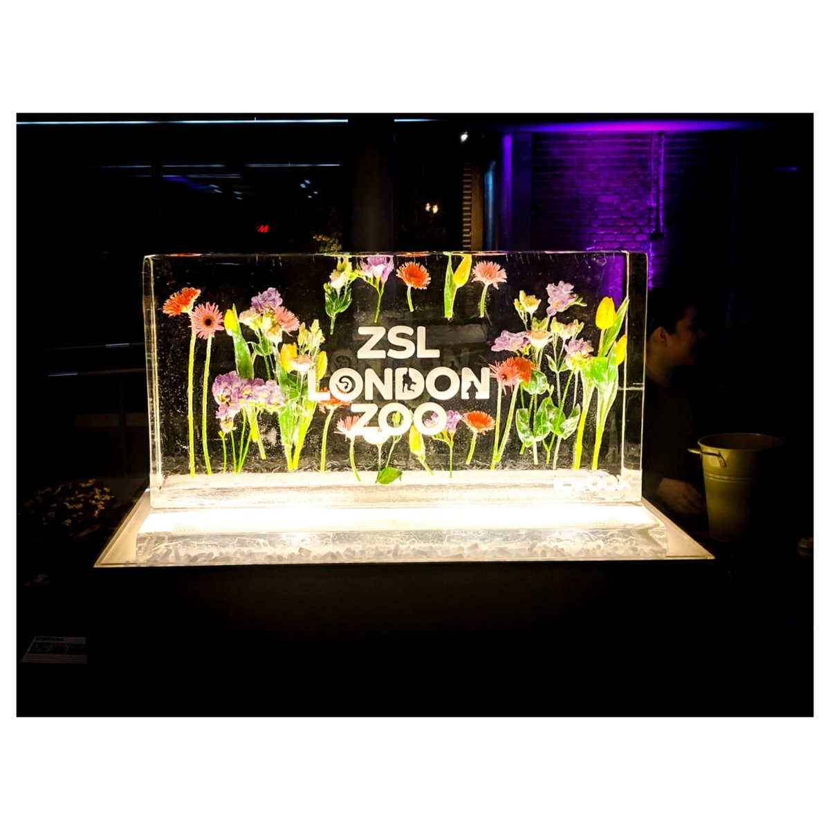 chandco's tweet photo. 💐 At @zsllondonzoo and @ZSLcatering for #WelcomeToWildlife 💐

#events https://t.co/ErqOXnaq0v