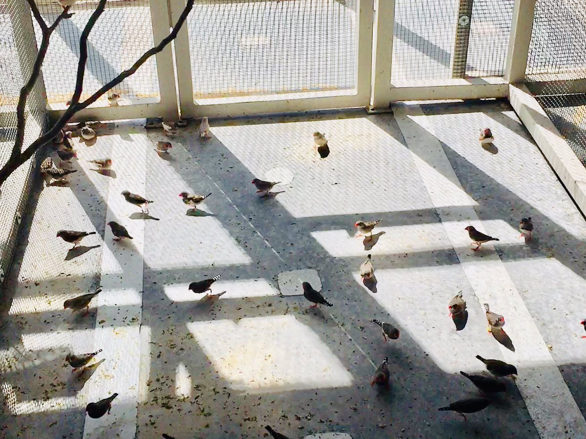 T_guttata's tweet photo. It seems the finches have all decided to practice their ground foraging technique today. https://t.co/kNO2IHyN1H