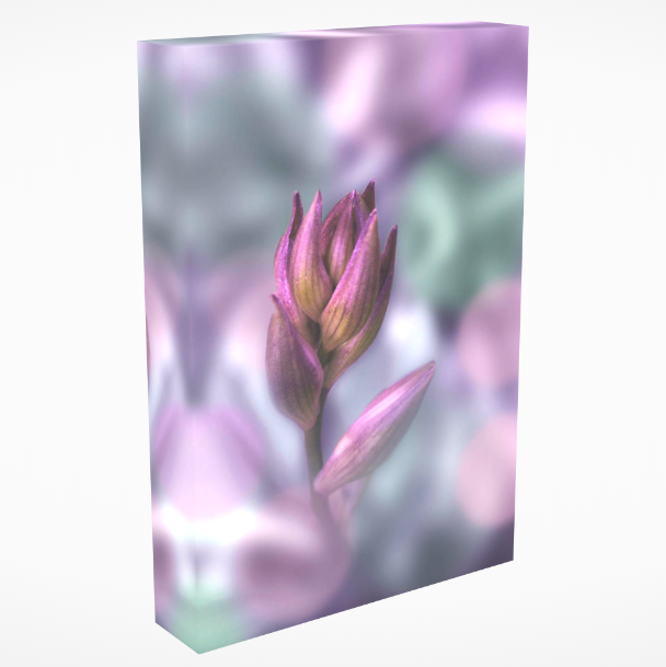 bymiraminerva's tweet photo. Purple Plantain Lily placed in a harmonized background with purple and green shades and a slight bokeh effect applied.
New artwork @fineartamerica
https://t.co/a5nHf1X42F
#Hosta #Hostas #PlantainLily #PlantainLilies #purple #royal #imperial #funkia #giboshi https://t.co/1P9sKvdFsU