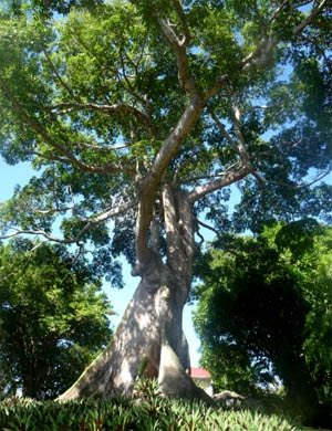 - Le soukounyan ou encore le volant: C’est un sorcier ou une sorcière bien sûre qui le matin vivent comme tout le monde, mais le soir il ou elle enlève sa peau, la plie soigneusement et la cache dans un arbre nommé le fromager. il peut se métamorphoser en boule de feu ou en