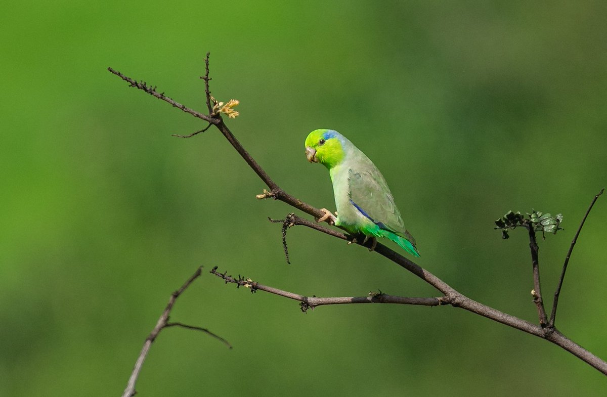 Pacific Parrotlet.
A fantastic bird of northwest Peru.
greentours.com.pe