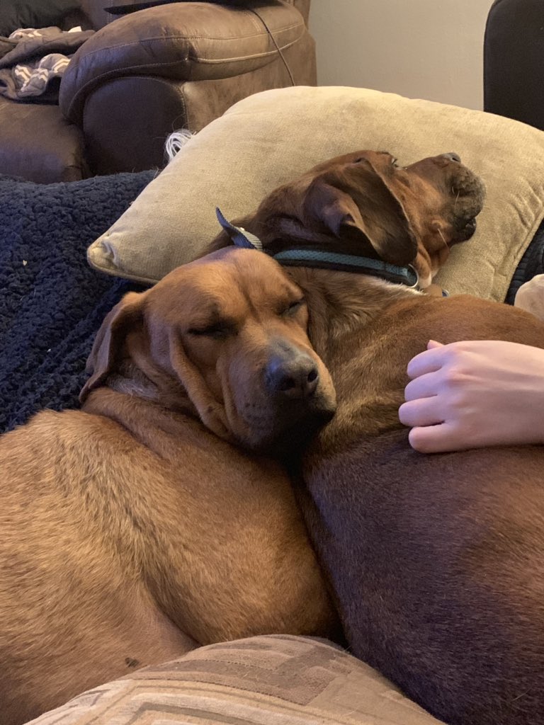 BookNerdLove13's tweet photo. @barkbox https://t.co/zJ34zm4yLJ