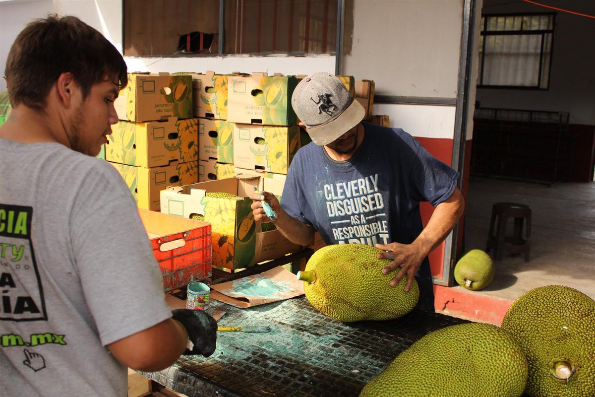 SEDERMA2's tweet photo. Con la finalidad de otorgar las herramientas necesarias y el manejo práctico a productores de Yaca para mantener una mejor calidad y conservación en los frutos, el Subsecretario de Desarrollo Rural Rodrigo Polanco, se reunió con productores de ésta fruta exótica. https://t.co/7rKFJz8i8C
