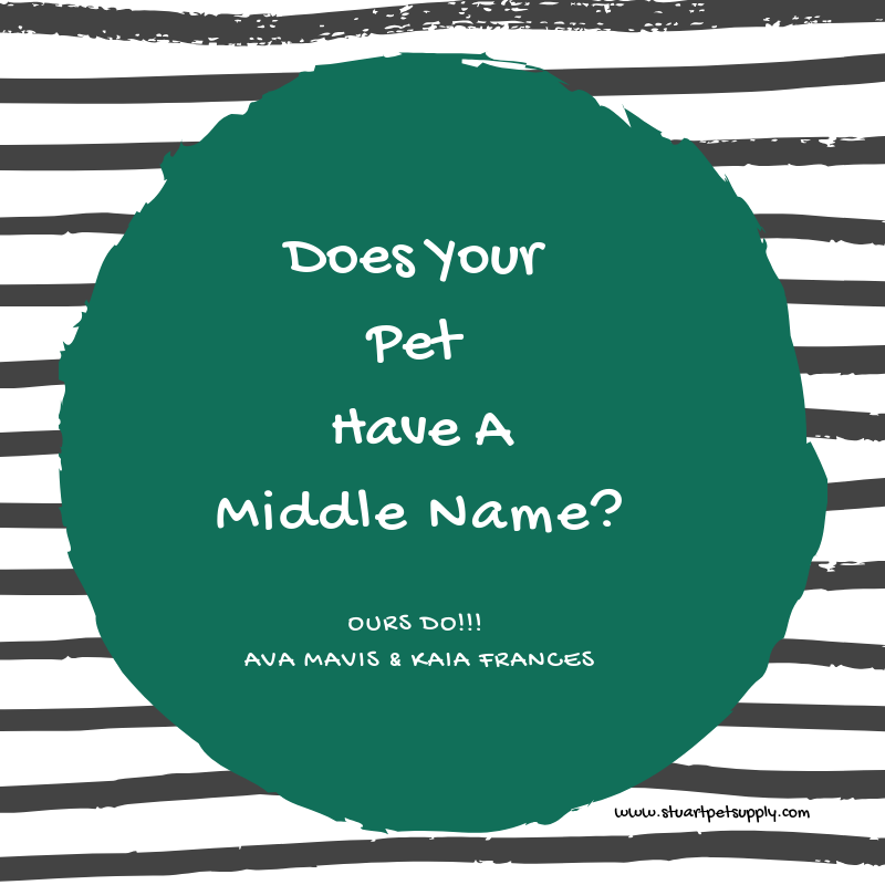 StuartPetSupply's tweet image. 🐾👇 Lets Hear Your Pets Middle Names!! 

#AvaMAVIS #KaiaFRANCES #middlenames #stuartpetsupply