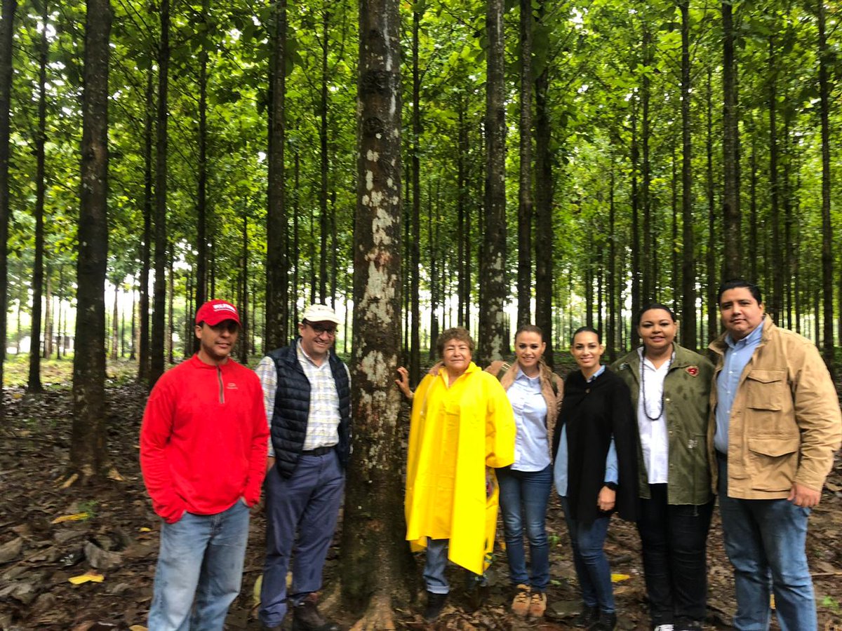KARLARABELO's tweet photo. En San Manuel, Huimanguillo, en las plantaciones de Teca,de la empresa #Proteak, empresa forestal mas grande de México. @Ingrid_rosas @TeteAlvarezHdez @Jessyca_Mayo @nelson https://t.co/oKngK42au3