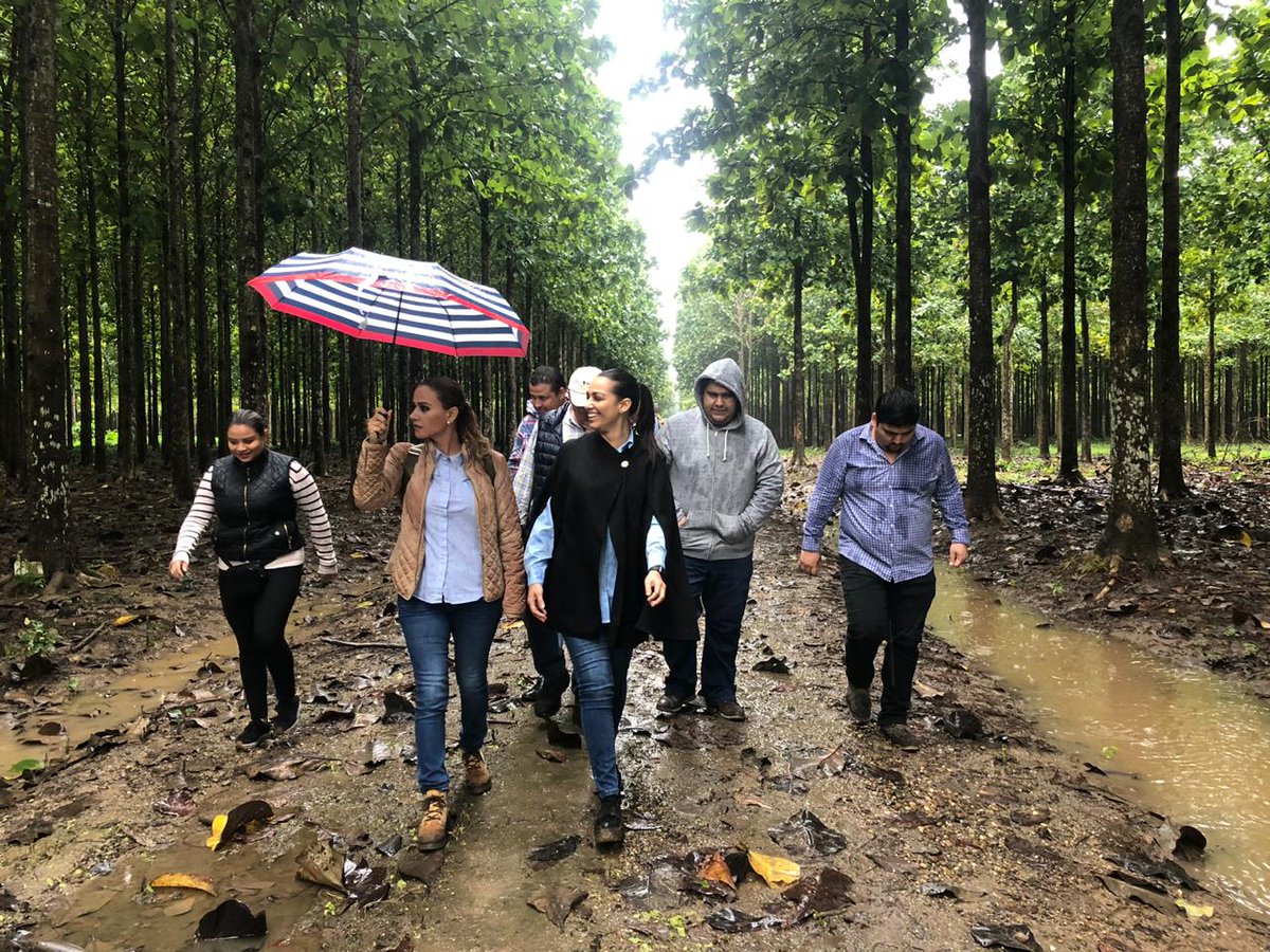 KARLARABELO's tweet photo. En San Manuel, Huimanguillo, en las plantaciones de Teca,de la empresa #Proteak, empresa forestal mas grande de México. @Ingrid_rosas @TeteAlvarezHdez @Jessyca_Mayo @nelson https://t.co/oKngK42au3