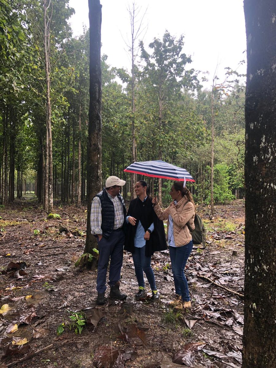 KARLARABELO's tweet photo. En San Manuel, Huimanguillo, en las plantaciones de Teca,de la empresa #Proteak, empresa forestal mas grande de México. @Ingrid_rosas @TeteAlvarezHdez @Jessyca_Mayo @nelson https://t.co/oKngK42au3