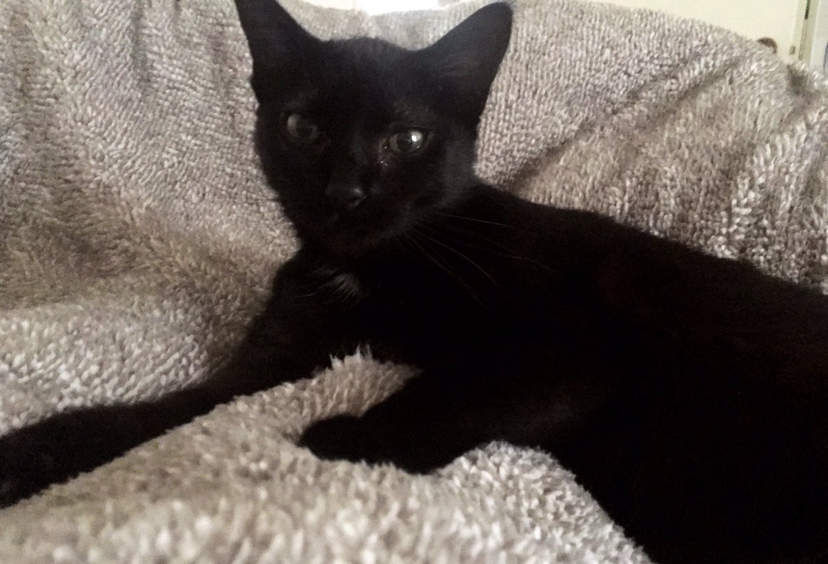 cbd_cat's tweet photo. 😺💤✨ https://t.co/63fkwVXdE4
