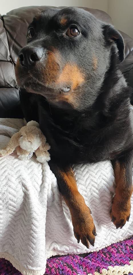 These two lovely’s are Diesel and Lucy ❤️ here they are with their smile boxes 🥰 stay strong lovely pups 💪🐶