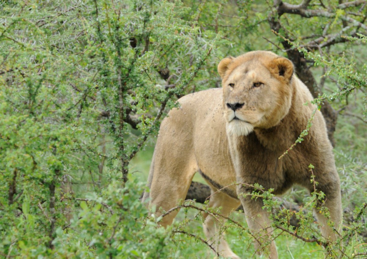 LionRecovery's tweet photo. Male lions are known for their iconic lions, but Kalamas is known for the lack thereof. Read his story: https://t.co/MdlR7TDlPC 📸 Kope Lion https://t.co/SWf74cZiWE