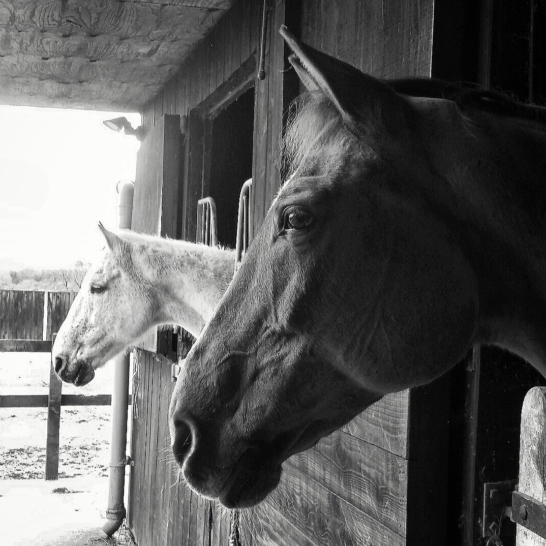 "To be kind is more important than to be right. More often than not, what people need is not a brilliant mind that speaks but a special heart that listens." #WednesdayWisdom 
💕
#ponyhour #horsechathour #equineblogshare #thedressagehour #tackroomfriday