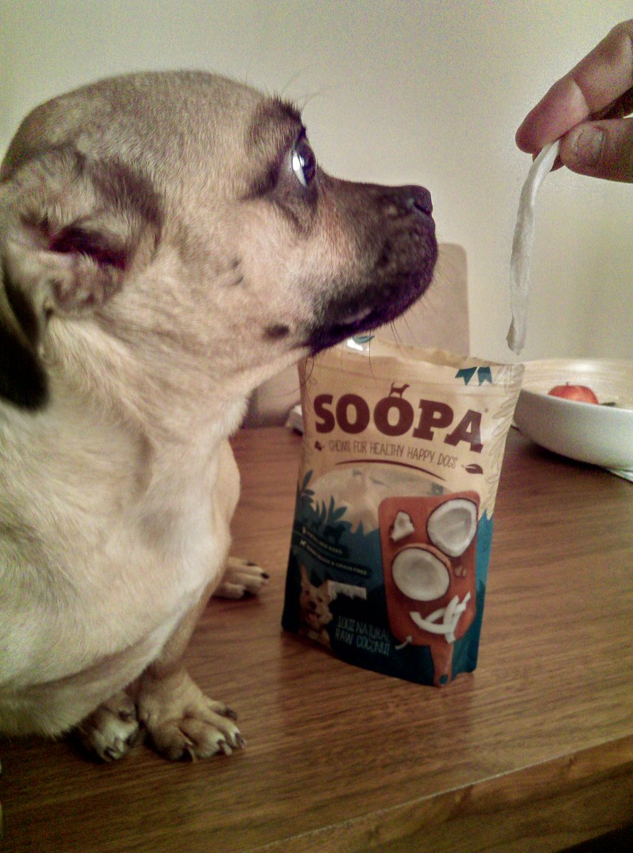 BowWowBtique's tweet photo. My crazy lil Peanut is OBSESSED with @Soopapets 100%Coconut treats!  Even better... I can eat them too!  😜😂. Totally wooftastic n DELISH! #PawsUp  😍🐕😋 https://t.co/mtQXu3X8pw