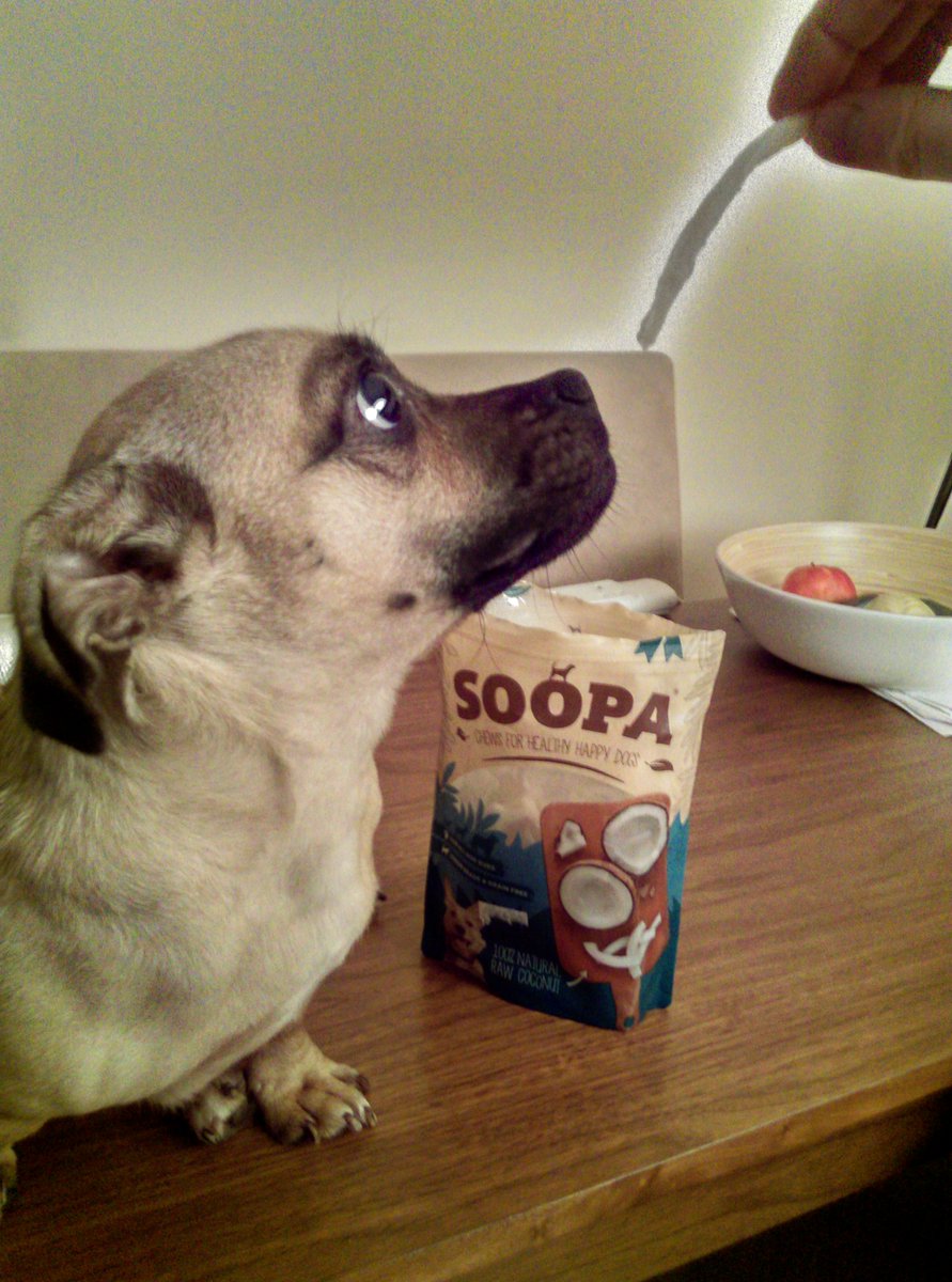 BowWowBtique's tweet photo. My crazy lil Peanut is OBSESSED with @Soopapets 100%Coconut treats!  Even better... I can eat them too!  😜😂. Totally wooftastic n DELISH! #PawsUp  😍🐕😋 https://t.co/mtQXu3X8pw