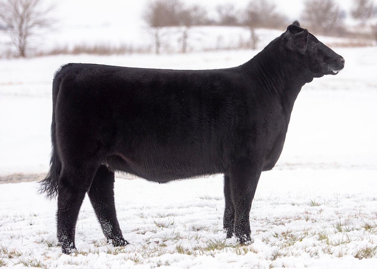 FennigCattle's tweet photo. COWAN'S ALI x 701P (Doctor Who) will be at the Ohio Beef Expo and the OMAA Sale March 16. Stop by and see her on display at Fennig Show Cattle's Display March 15 &amp; 16.

Contact Ryan Fennig 419.852.8201 OR Todd Fennig 419.305.7266 - with @ptamn https://t.co/AhhfRC0F9A