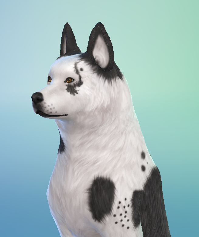 AshariaArt's tweet photo. #WIP #GermanShepherd #Asharia #AshariaArt #TheSims #TheSims4 | I'm almost done with a Panda German Shepherd. 🐶+ 🐼= 🖤 https://t.co/J4eM1TwAP3