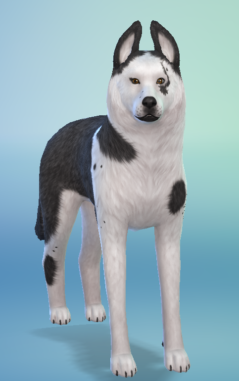 AshariaArt's tweet photo. #WIP #GermanShepherd #Asharia #AshariaArt #TheSims #TheSims4 | I'm almost done with a Panda German Shepherd. 🐶+ 🐼= 🖤 https://t.co/J4eM1TwAP3