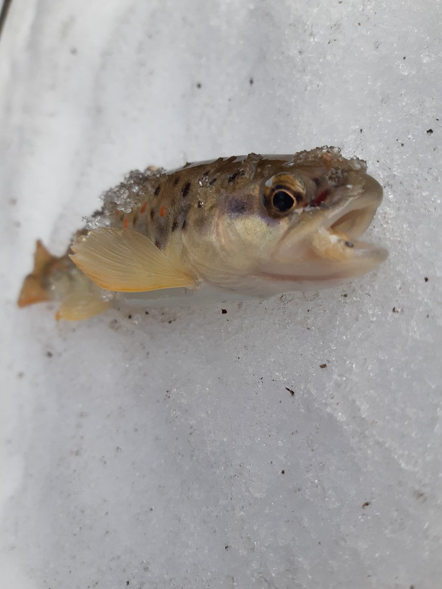 Small one from yesterday!