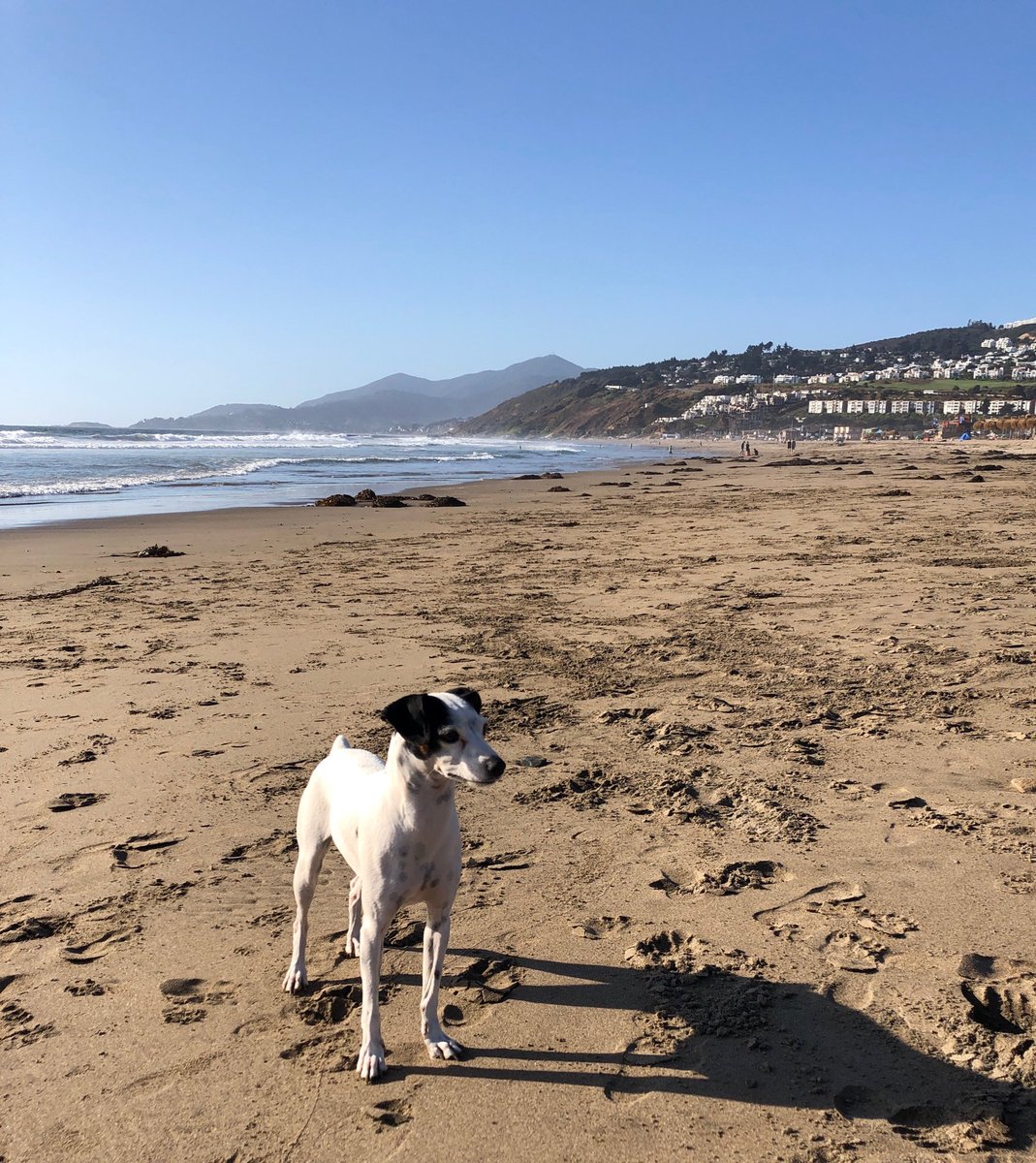 ManuelTessi's tweet photo. “Me gustaría tener la capa de mi amo y volar hasta el hemisferio norte: allá siempre nos llevan ventaja. Acá hoy se me terminan las vacaciones, viene el frío y tengo que esperar un año para tener lo que ellos tendrán en solo unos meses.”
#Chicha
La mascota de #Internalman https://t.co/dl4ILokCnI