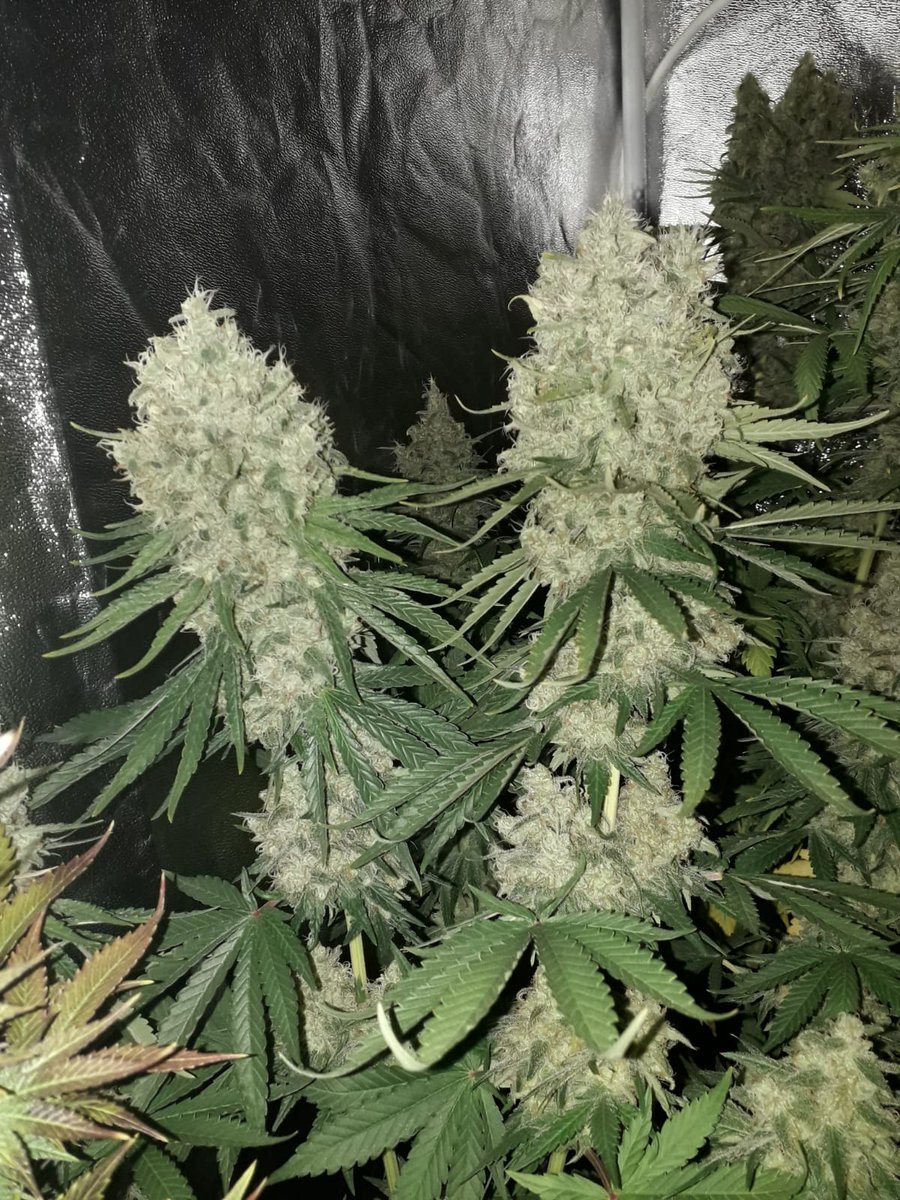 KTrichome's tweet photo. Ultimos dias de floracion. #canabissativa #autocultivo #weedstagram #chocolope #DNA #WeedLover #CannabisCommunity #CannabisNews #cannabiseuropa https://t.co/tBRqxpQLLf