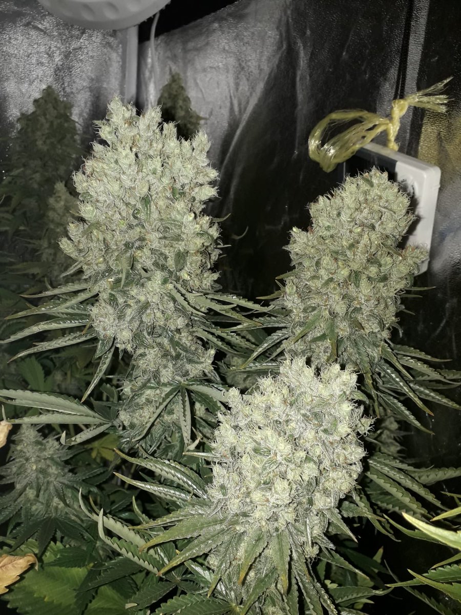 KTrichome's tweet photo. Ultimos dias de floracion. #canabissativa #autocultivo #weedstagram #chocolope #DNA #WeedLover #CannabisCommunity #CannabisNews #cannabiseuropa https://t.co/tBRqxpQLLf