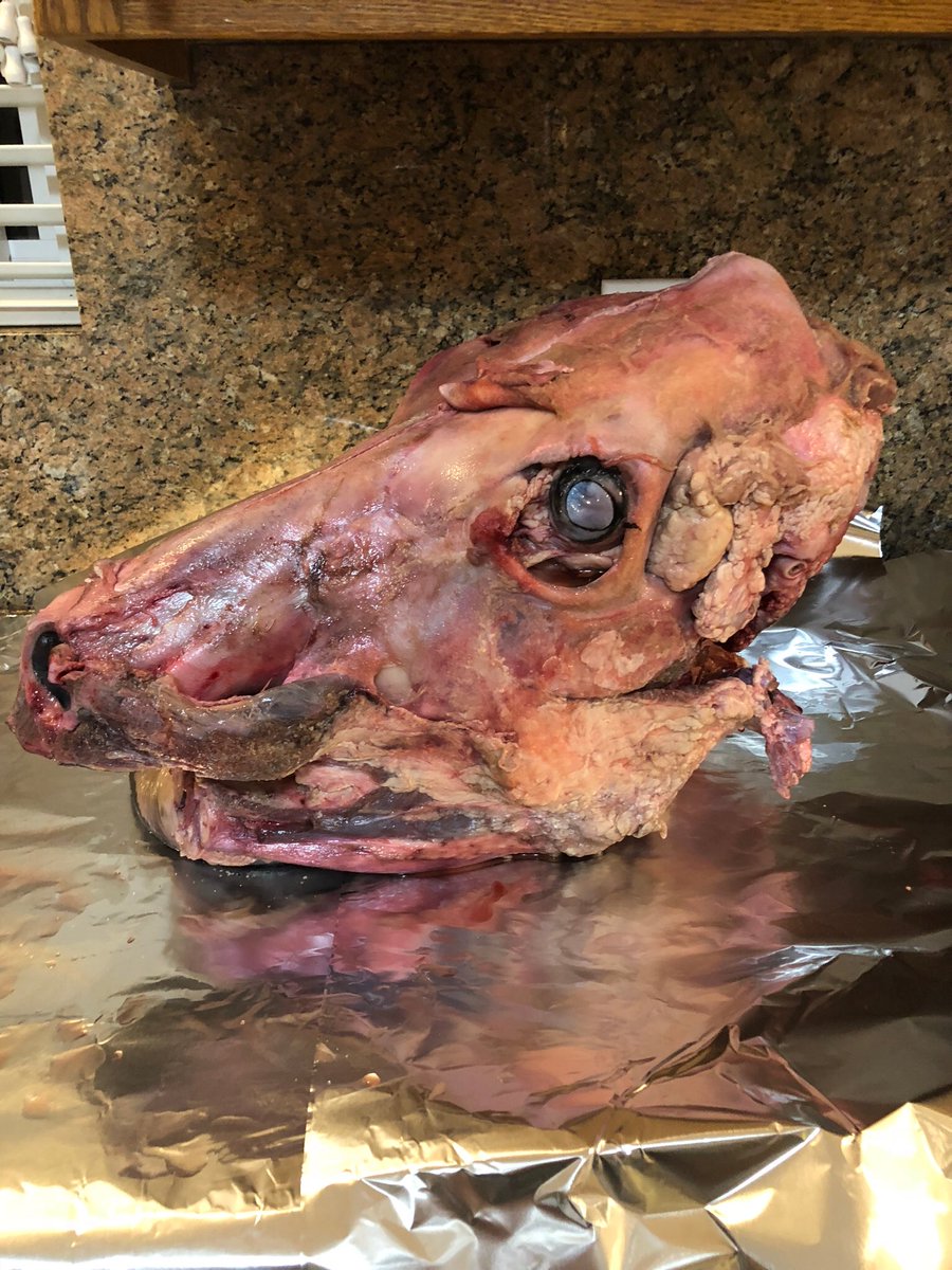 coachespitbbq's tweet image. @coachespitbbq @BbqCoaches we are working on this cabeza de rez today and getting ready for a 12 hour smoke in our #yoderys640 #mexicanfood #bbq #yoderflavor #YoderSmokers