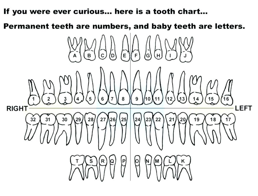 Permanent Tooth Chart With Numbers