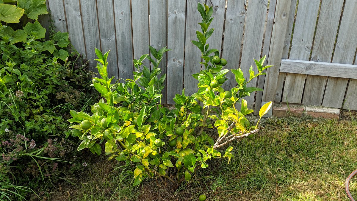 Lemon tree is enjoying all the extra irrigation, mulch and worm fertiliser #permaculture #soilrestoration