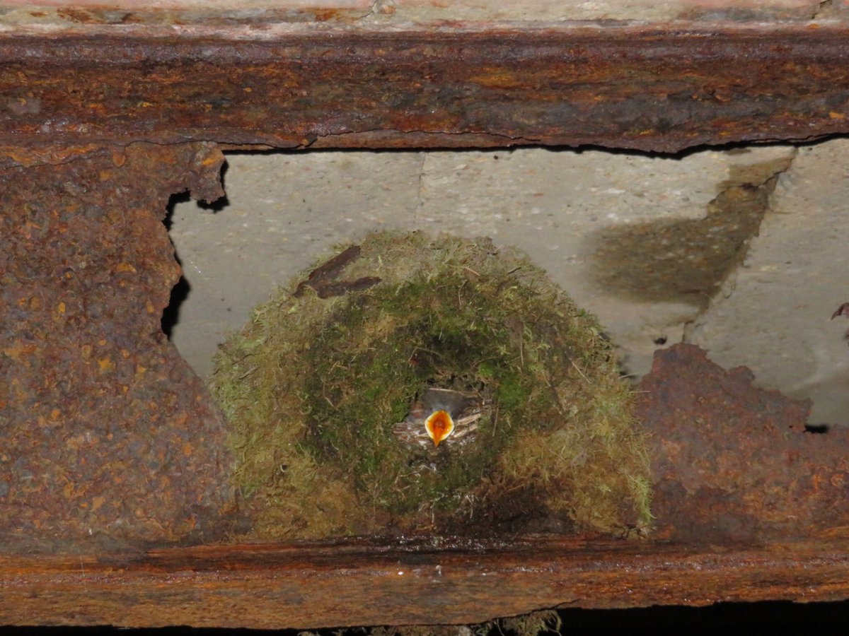 WhitcherWild's tweet image. Spring is on its way because the birds are nesting again. #bird #birds #nestingbirds #nest #nestingseason #ecology #springiscoming