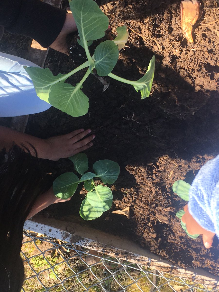Talesof3rdgrade's tweet photo. We are excited to see these @bonnieplants grow! #tillesdaily #spring #gardeningtipswelcome https://t.co/rzF5MIrKmJ