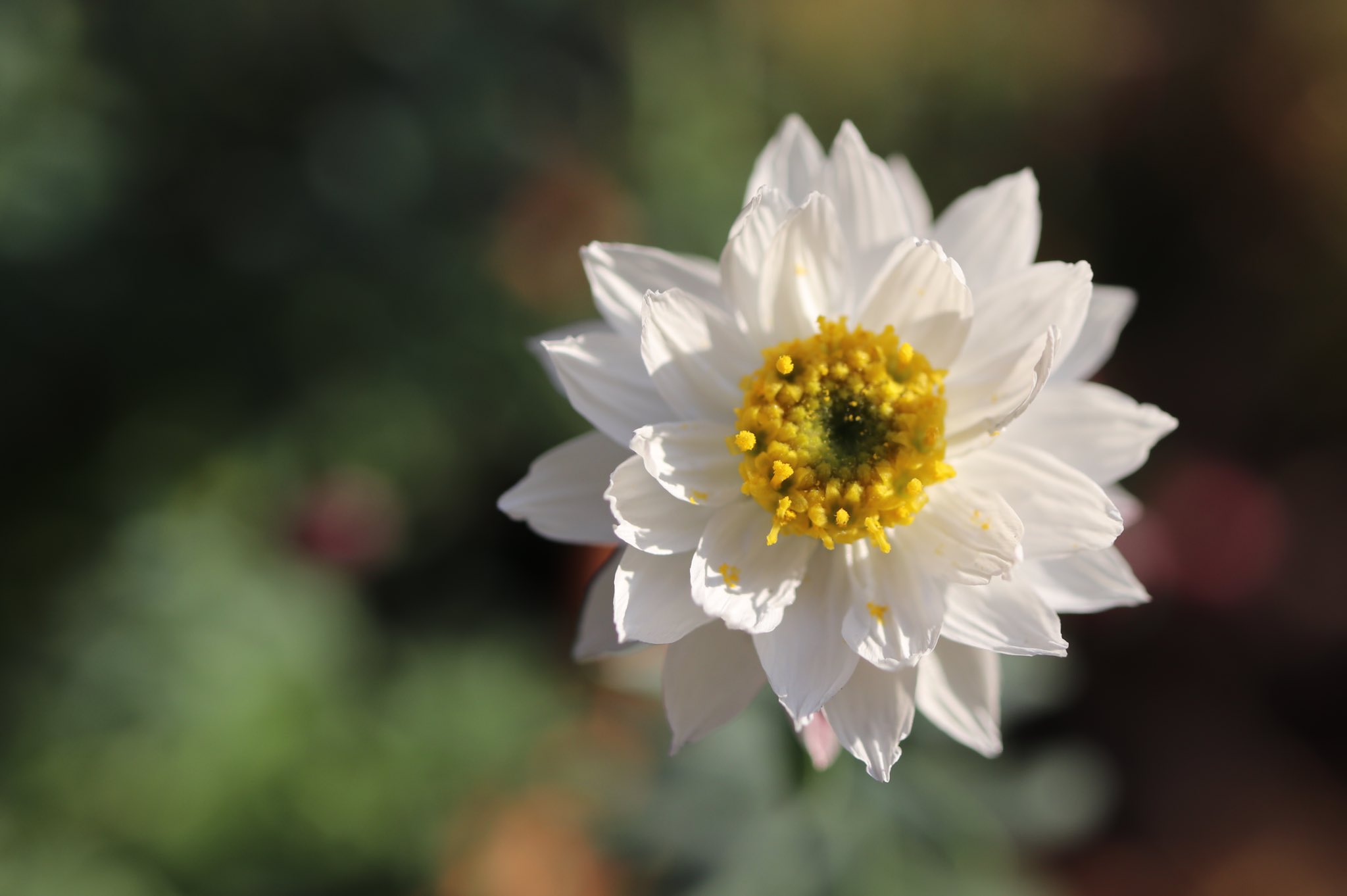 えり いつもありがとう 花かんざし に瓜二つ 今日の花は ペーパーカスケード 英語での名前かと思ったら 品種が違うとか一緒とか 同じキク科 こちらオーストラリア原産のペーパーさんは花弁が尖る這性 Cascadeは小滝 菊の懸崖作りに使われる単語