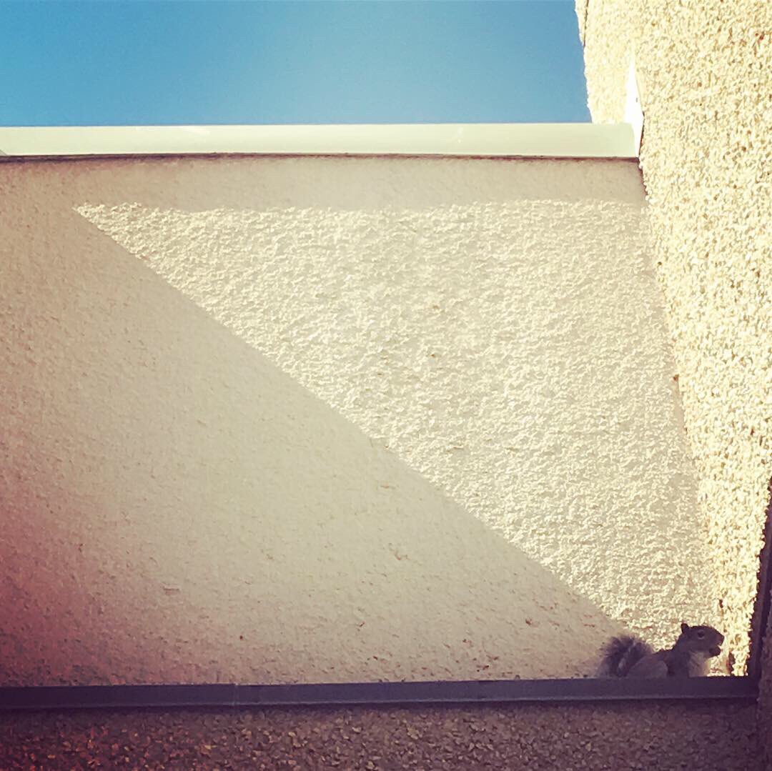 cityoflubbock's tweet photo. Made a new friend today at City Hall. #Squirrel is happy and ready for the sun and higher temps to stick around, and so are we! Letβs enjoy it while it lasts... you never know with Lubbockβs weather. Never know. #CityHallSquirrel #squirrel #FunInTheSunSquirrel #KeepLubbockFun https://t.co/dEE35P2YIo