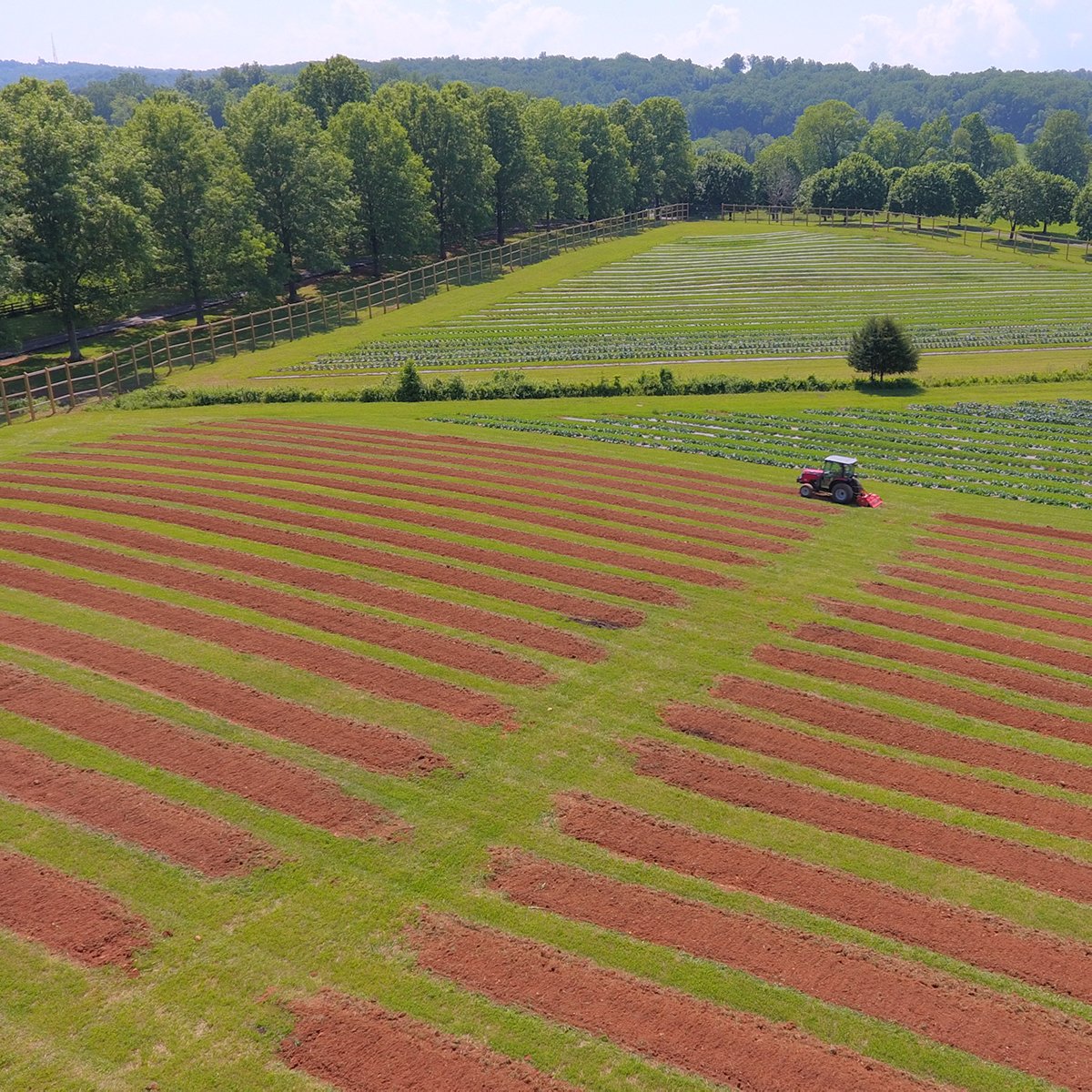 Just a few weeks from now, Airlie Berkshire Farm will begin planting kale, collard greens, broccoli, cauliflower, peppers, cabbage, and beets. We can't wait for the first spring harvest! #farmedinfauquier