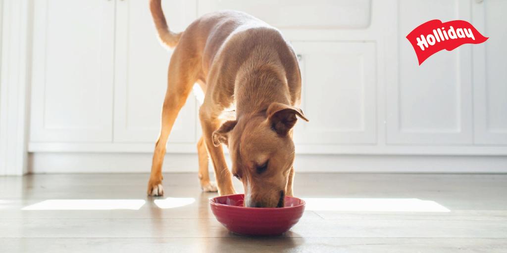 LabHolliday's tweet photo. Cuando una nueva mascota llega al hogar, te recomendamos mantener la alimentación a la que estaba acostumbrada. De a poco podrás ir cambiando de acuerdo a tu preferencia.

#Consejos #HolliTips #Mascotas #Perros #Gatos #Pets #Dogs #Cats #Veterinarios #LabHolliday https://t.co/U2oCTAMSsJ