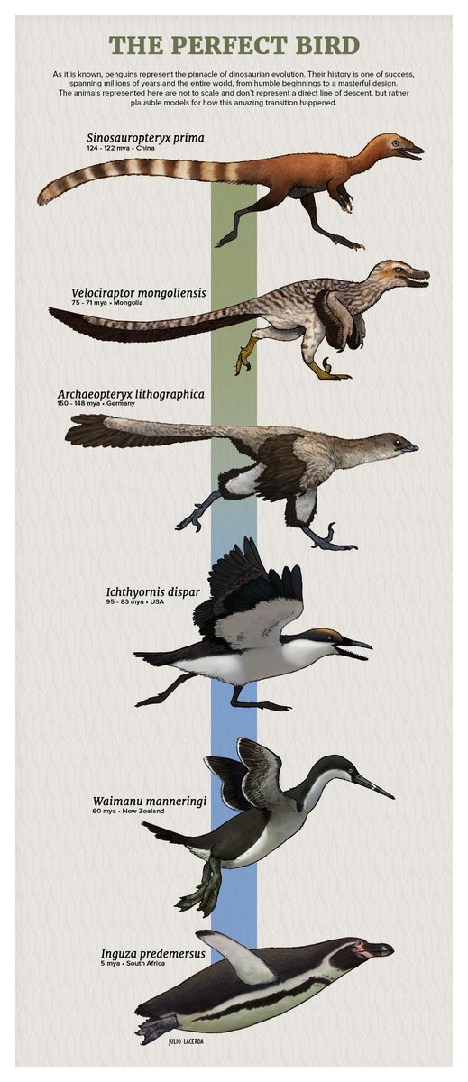 Penguin Evolution Chart