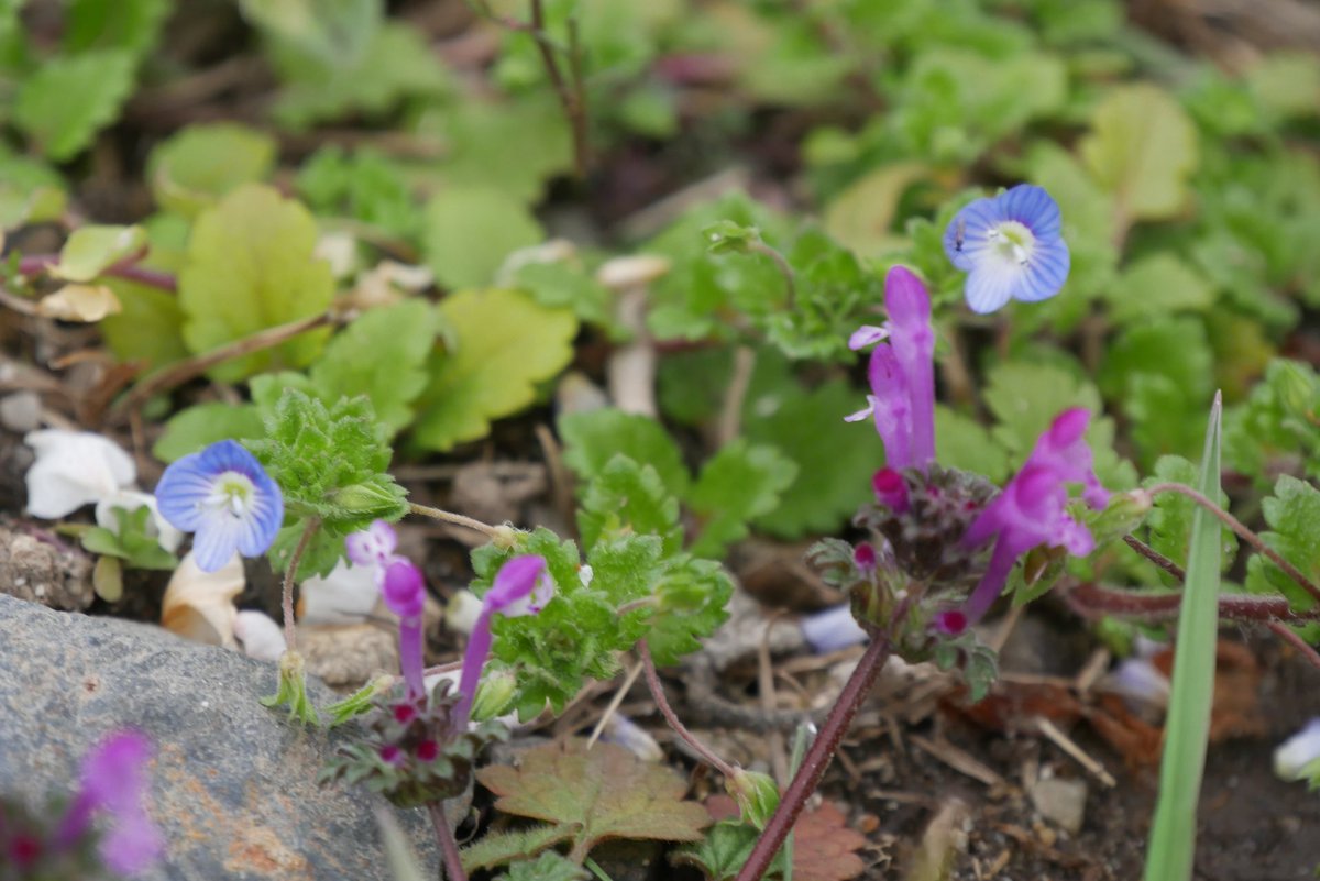 Uzivatel あんねり Na Twitteru 二の丸梅林の地面に咲きだした オオイヌノフグリ 花びら4枚の青い花 ホトケノザ ピンクの花 キュウリグサ 忘れな草っぽい小さな薄水色の花 Uzivatel あんねり Na Twitteru 二の丸梅林の地面に咲きだした オオイヌノフグリ 花びら4枚の青い花 ホトケノザ ピンクの花 キュウリグサ 忘れな草っぽい小さな薄水色の花