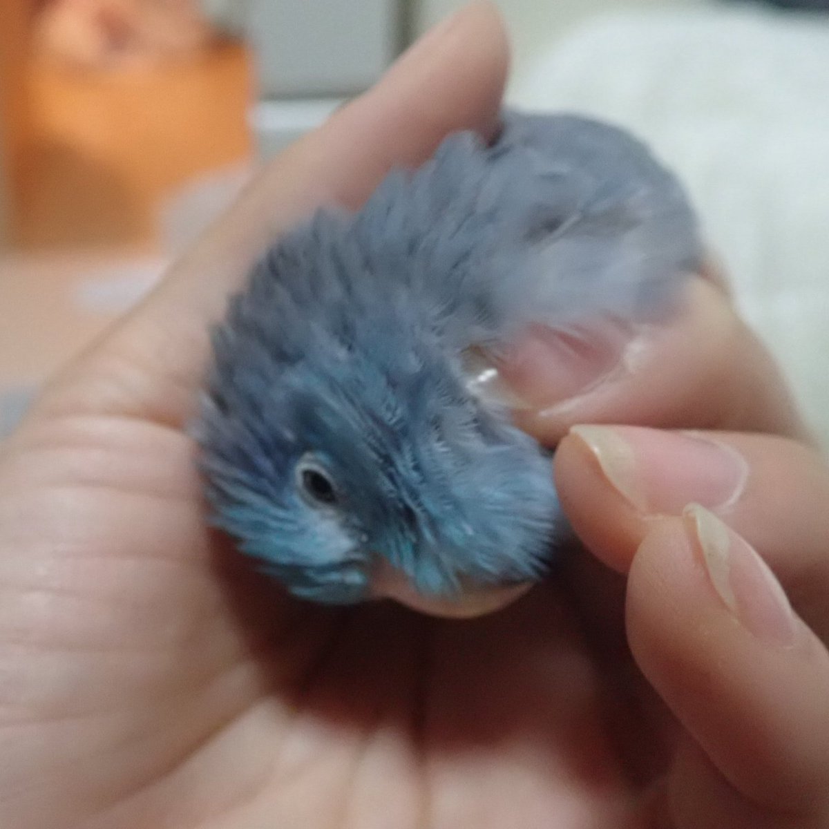 mamecoco22927's tweet photo. 片手かきかき🐦️ https://t.co/j2NzzG2nmV