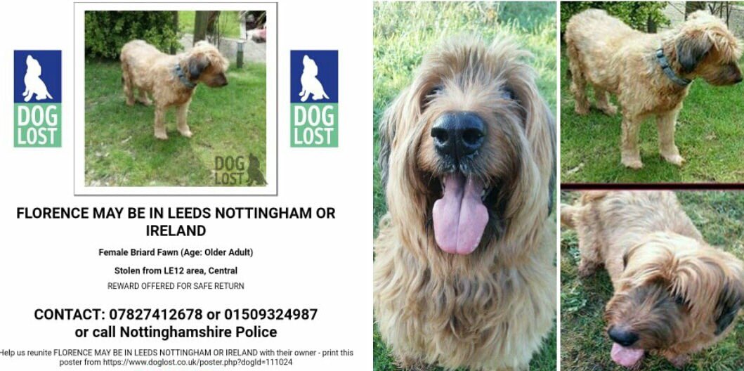 Briard Hashtag On Twitter