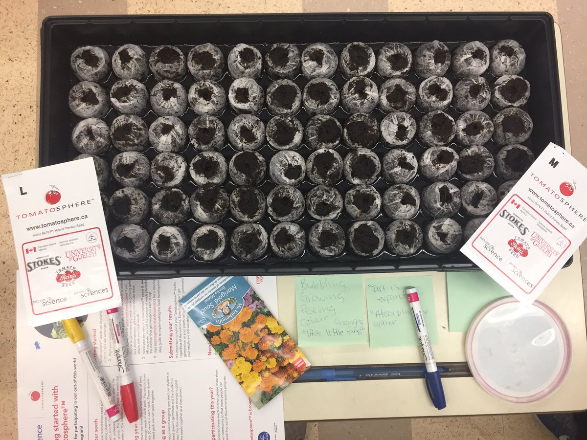 AlisonJMercier's tweet photo. @LetsTalkScience @Tomatosphere! Our students began to explore plant growth and changes by making observations about the peat pellets. We then planted our #Tomatosphere seeds! Tomorrow we make our predictions and share more wonders! https://t.co/8HumrvUyaf
